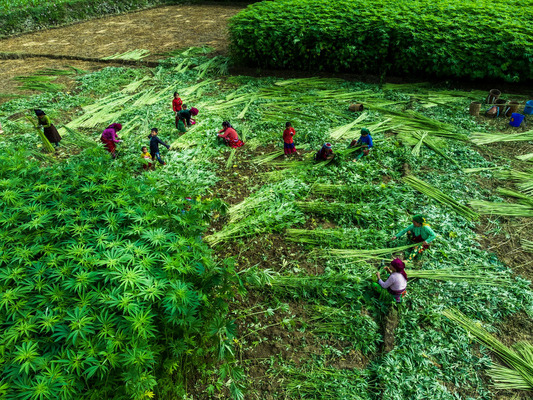 Workers harvesting green crops in a lush, vibrant field from above.